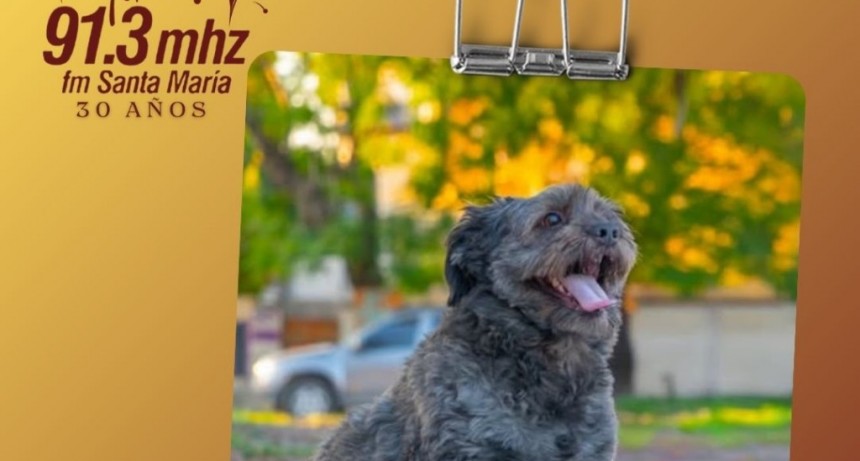 PROTEGÉ A TU MASCOTA DEL GOLPE DE CALOR